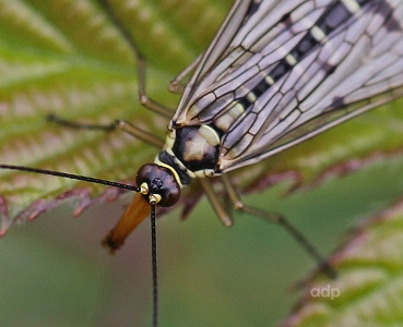 Mecoptera - scorpion flies